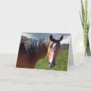 Search for bay horse cards Photography