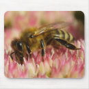 Search for apiarist mousepads Nature