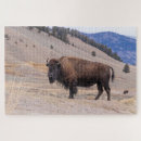 Search for bison puzzles Yellowstone national park