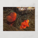 Search for clownfish postcards Nemo