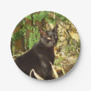 Search for black cat plates Kitty