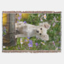 Search for chihuahua blankets Funny