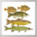 Search for freshwater art Trout