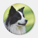 Search for border collie magnets White