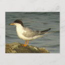 Search for terne Seagull
