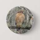 Search for tailed badges Birds of prey