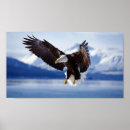 Search for eagle in winter art Mountains