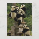 Search for temper cards Bear