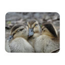 Search for duckling magnets Mallard
