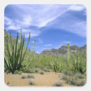 Search for desert cactus stickers Nature