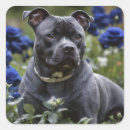 Search for staffie stickers Pet