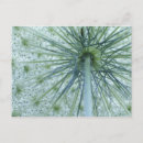 Search for laces postcards Green
