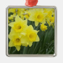 Search for daffodil christmas tree decorations Plant