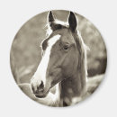 Search for stallion magnets Farm