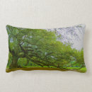 Search for live oak tree New orleans