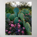 Search for cactus flower posters Arizona