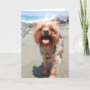Search for yorkie cards Yorkshire terrier