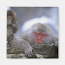 Search for monkey magnets Jigokudani
