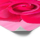 Search for romantic red rose posters Floral