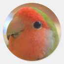 Search for lovebirds stickers Parrot