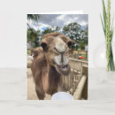 Search for camel cards Wildlife