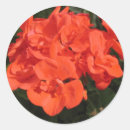 Search for geranium stickers Red