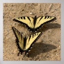 Search for swallowtail butterfly art Insects