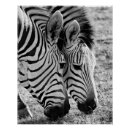 Search for black white zebra posters Striped