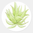 Search for aloe vera stickers Succulent