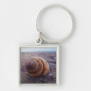 Search for macro shell Beach