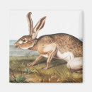 Search for hares magnets Vintage