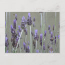 Search for lavendar postcards Plants