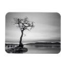 Search for bare tree magnets Outdoors