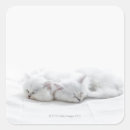 Search for persian kittens stickers Nature