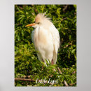 Search for egrets posters Photography