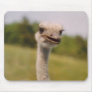 Search for beaked mousepads White