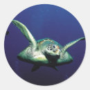 Search for underwater stickers Reptile