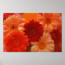 Search for orange daisy art Daisies