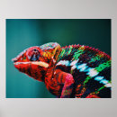 Search for reptile posters Nature