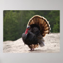 Search for wild turkeys posters Tom