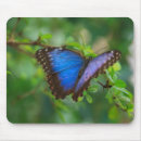 Search for morpho mousepads Butterfly