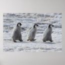 Search for emperor penguin posters Antarctica