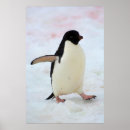 Search for antarctica posters Adelie penguin