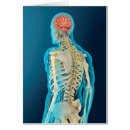 Search for brain stem Transparent