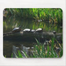 Search for turtle picture electronics Photography