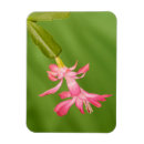 Search for cactus christmas cards Green