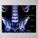Search for spine chart posters Human body part