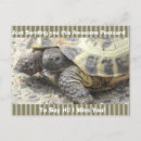 Search for funny turtle postcards Turtles