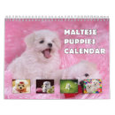 Search for maltese calendars Puppies