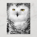 Search for owl pattern postcards Bird of prey